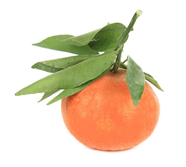 Mandarino maturo con foglie verdi . — Foto Stock