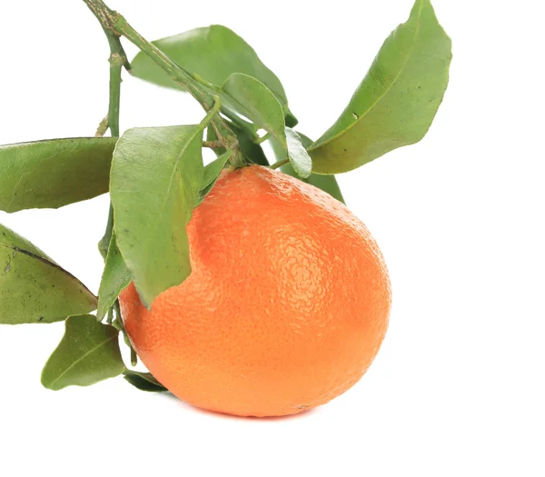 Mandarino maturo con foglie verdi — Foto Stock