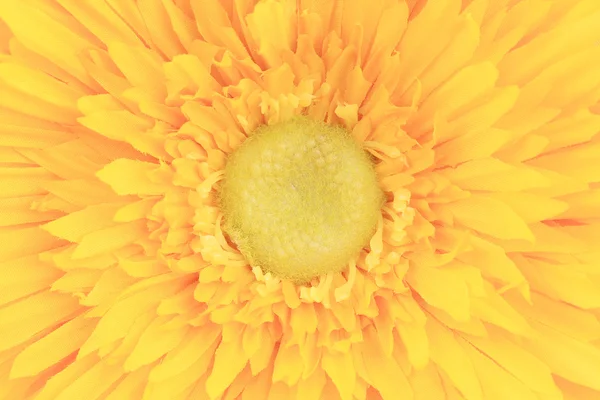 Gele bloem kern — Stockfoto