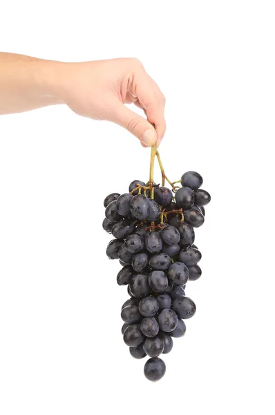 Branch of black grapes in hand. — Stock Photo, Image