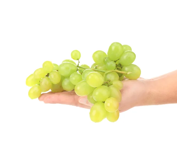 White juicy grape in hand. — Stock Photo, Image