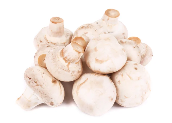 Bando de cogumelos brancos — Fotografia de Stock