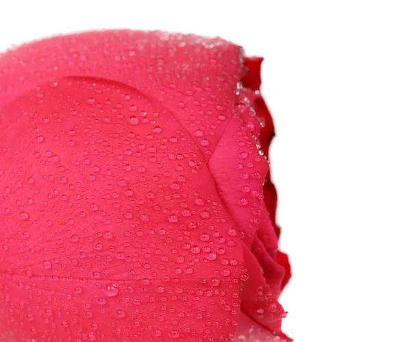 Background of a wet red rose — Stock Photo, Image