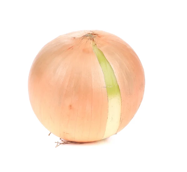 Close up of white onion — Stock Photo, Image