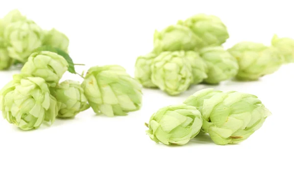 Hopfen aus nächster Nähe — Stockfoto