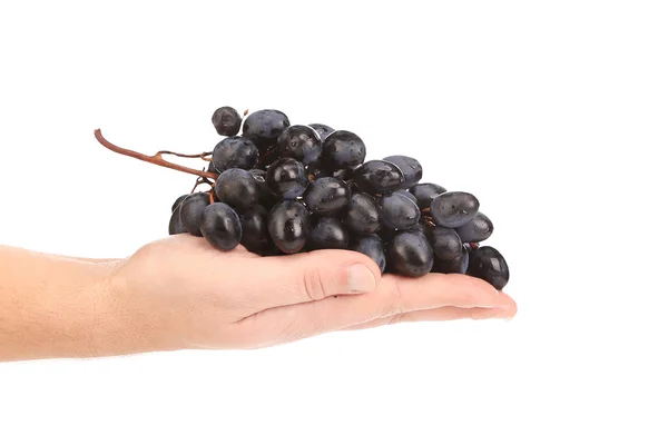 Branch of black ripe grapes on hand — Stock Photo, Image