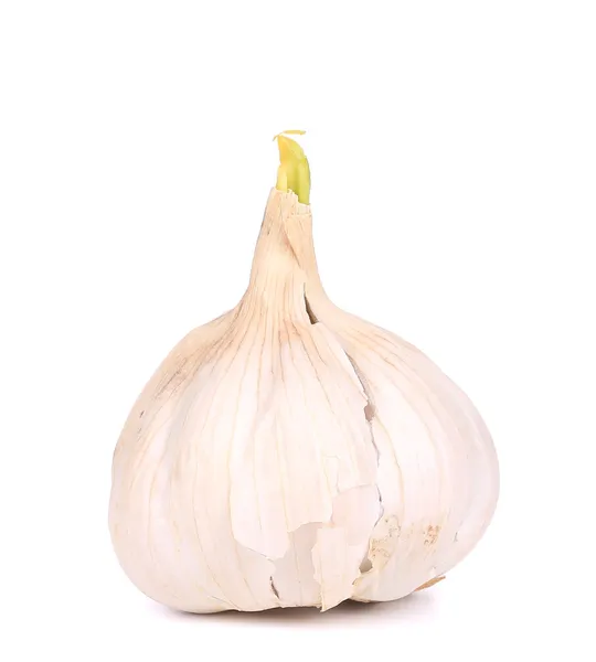 Head of garlic — Stock Photo, Image