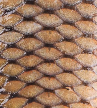 sazan balığı ölçekler.