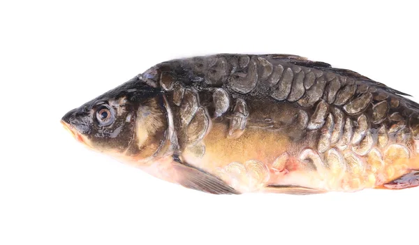 Mirror carp. — Stock Photo, Image