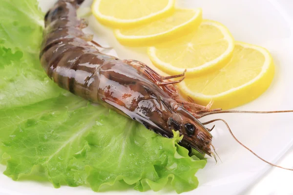 Whole raw shrimp. — Stock Photo, Image