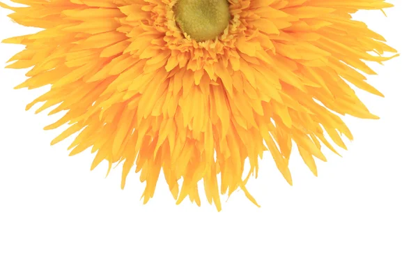 Sonnenblume auf Weiß. — Stockfoto