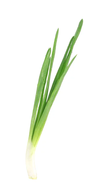 Beautiful spring onions. — Stock Photo, Image