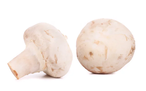 Білі гриби . — стокове фото