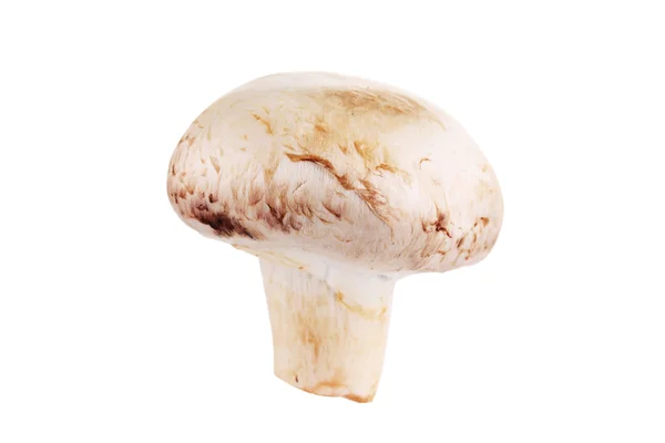 Cogumelo-de-champignon . — Fotografia de Stock