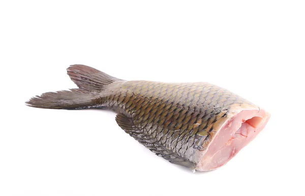 Cauda de peixe de carpa . — Fotografia de Stock