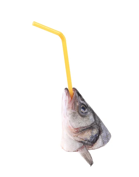 Sea Bass head with straw. — Stock Photo, Image