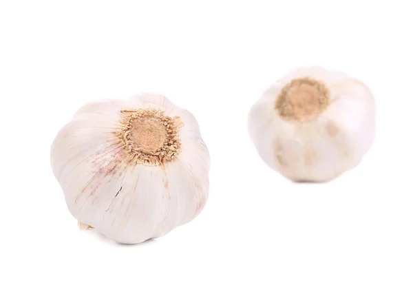 Garlicbulb på vit. — Stockfoto