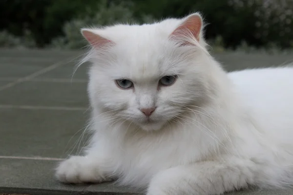 Biały kot na podwórku. — Zdjęcie stockowe