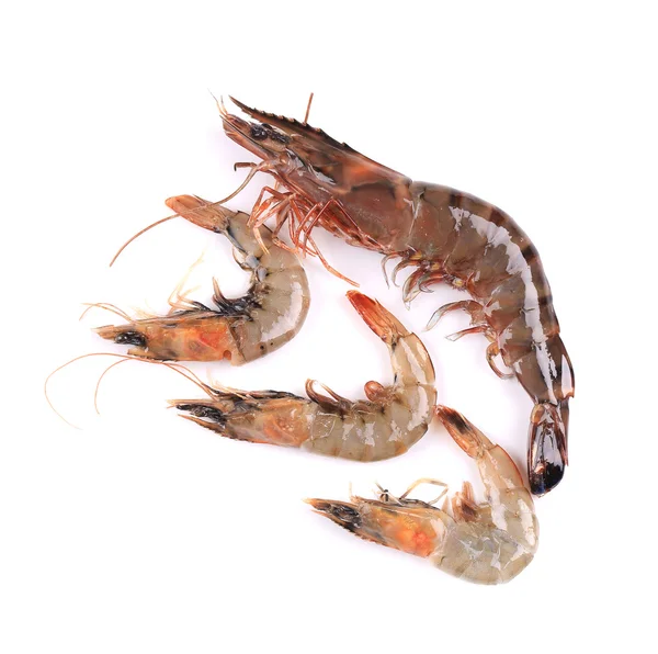 Raw shrimps. — Stock Photo, Image