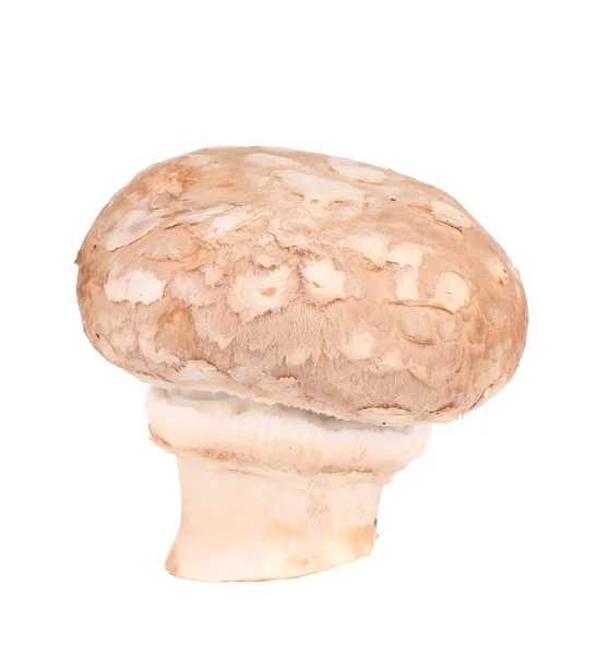 Cogumelo de champignon marrom . — Fotografia de Stock