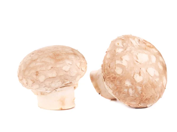 Brown champignon mushrooms. — Stock Photo, Image