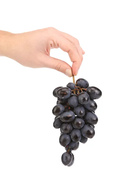 Hand holds ripe grape. — Stock Photo, Image