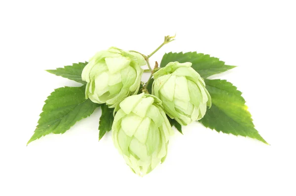 Branch of hops. — Stock Photo, Image