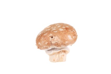 güzel kahverengi champignon.