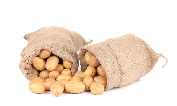 Zralé brambory v pytlích. — Stock fotografie