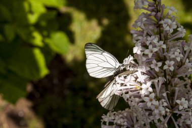 cinsel ilişkiler kelebekler.