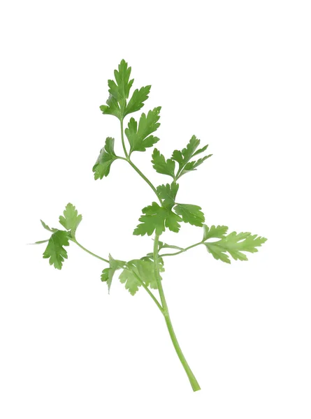 Branch of parsley. — Stock Photo, Image