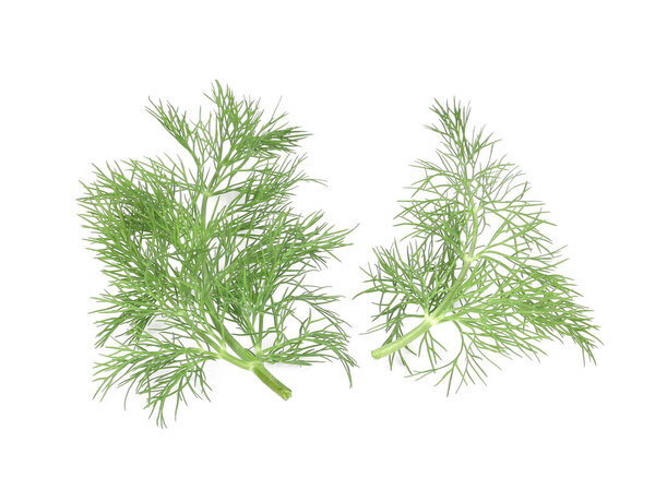 Dill herb leaves.