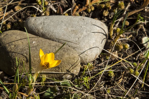 Gelber Krokus ist erste Frühlingsblume. — Stockfoto