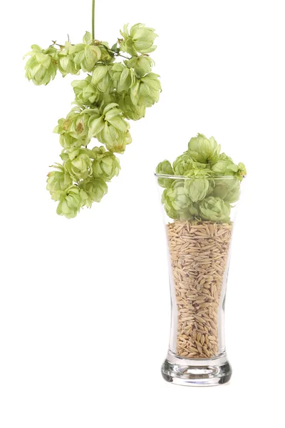 Glass of fresh green hops and barley. — Stock Photo, Image