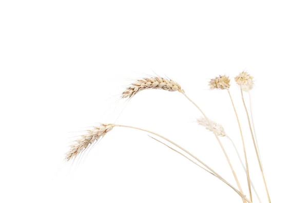 Wheat ears after the harvest. — Stockfoto