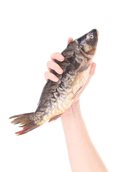 Hand holding fresh mirror carp. — Stock Photo, Image