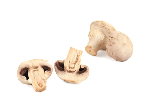 White mushrooms close up. — Stock Photo, Image