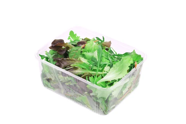 Zelený a červený listový salát. — Stock fotografie