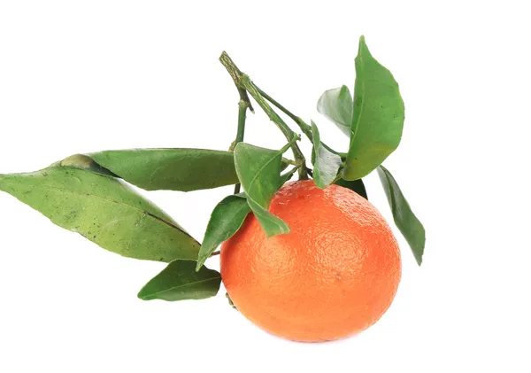 Ripe mandarin with green leaves. — Stock Photo, Image