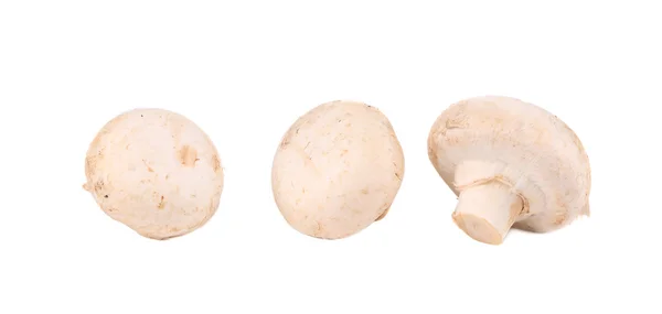 White mushrooms in row close up. — Stock Photo, Image