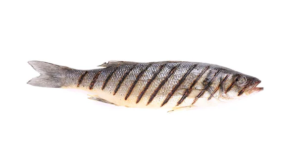 Nahaufnahme von gegrilltem Seebass. — Stockfoto