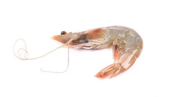 Close up of fresh shrimp. — Stock Photo, Image