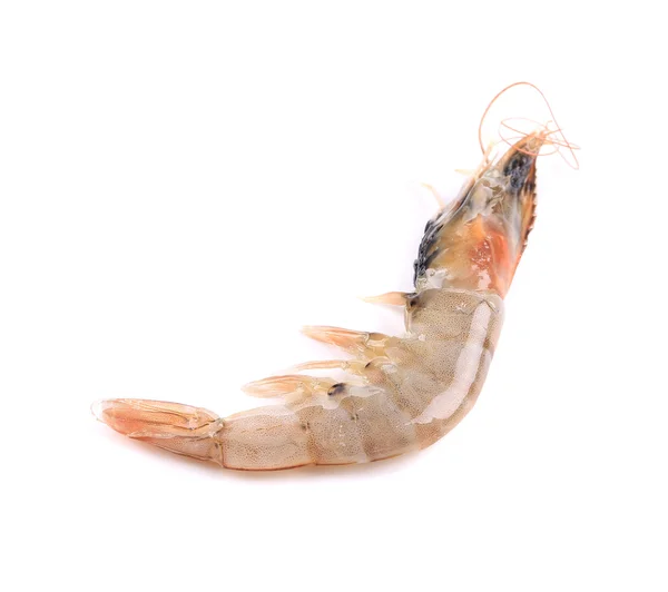 Close up of fresh shrimp. — Stock Photo, Image