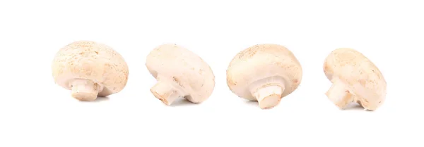 White mushrooms close up. — Stock Photo, Image
