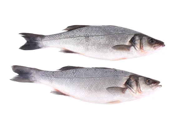 Close up of two fresh seabass fish. — Stock Photo, Image