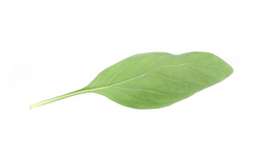 Yeşil taze fesleğen yakın çekim.