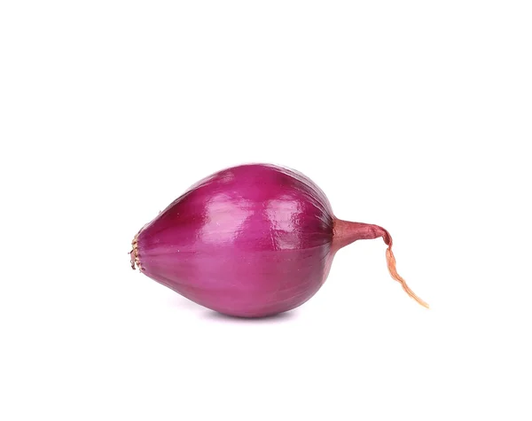 Red-violet onion bulb. — Stock Photo, Image