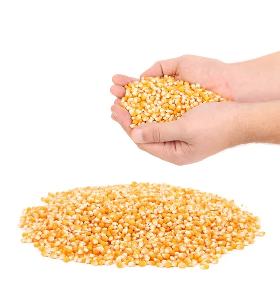 Corn in hands and bunch. — Stock Photo, Image