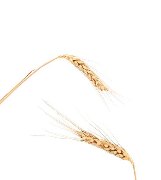 Two ears of wheat. — Stock Photo, Image