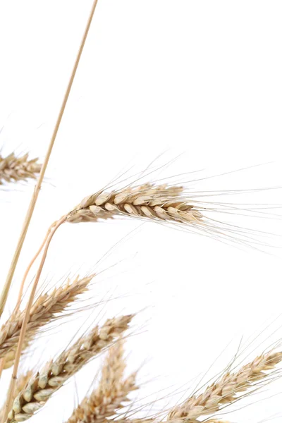 Wheat ears. — Stock Photo, Image